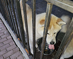 Собаки в Чехове: Отдам в добрые руки  Девочка, Бесплатно - фото 2