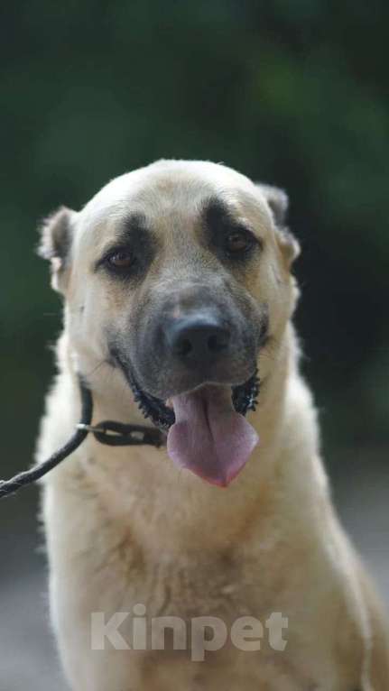 Собаки в Краснодаре: Кангал Вязка  Мальчик, 60 000 руб. - фото 5