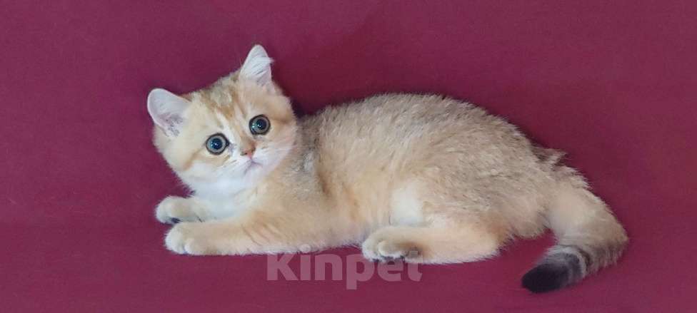 Кошки в Москве: Шотландский котёнок золотая шиншилла девочка Девочка, 50 000 руб. - фото 2