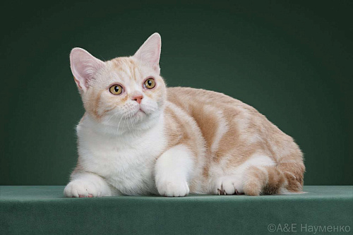 Продажа американских короткошерстных котят