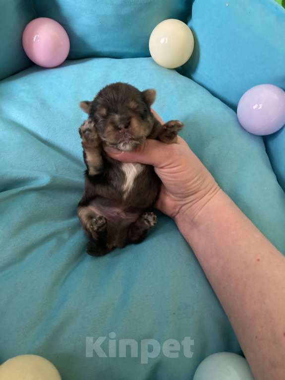 Собаки в Москве: Крупный мальчик йорк чёрный мрамор под резерв Мальчик, Бесплатно - фото 3