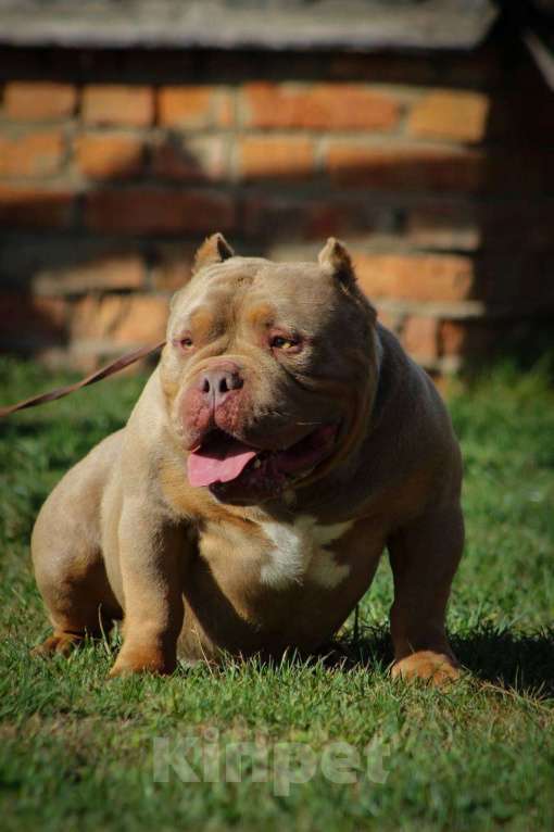 Собаки в Москве: Американский булли микро мальчик Мальчик, 170 000 руб. - фото 7