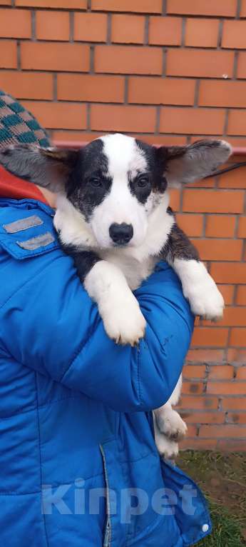 Собаки в Бронницах: Щенок вельш корги кардиган Девочка, 25 000 руб. - фото 2
