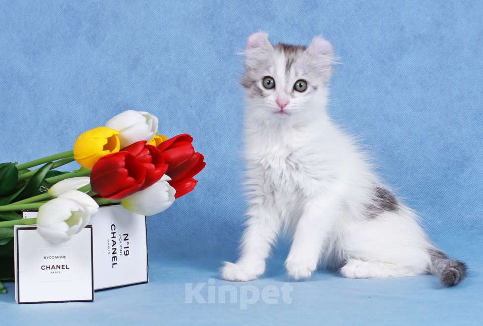 Кошки в Москве: Американский кёрл Девочка, Бесплатно - фото 3