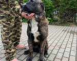 Собаки в других городах Московской области: Девочка среднеазиатской овчарки ( алабай) Девочка, 60 000 руб. - фото 1