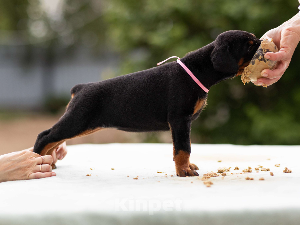 Собаки в Клине: Сука, розовая лента  Девочка, 110 000 руб. - фото 6