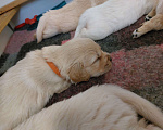 Собаки в Санкт-Петербурге: Щенки золотистого ретривера  Девочка, 70 000 руб. - фото 2