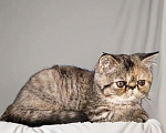 Кошки в других городах Кемеровской области: Котята экзоты Девочка, 12 000 руб. - фото 1