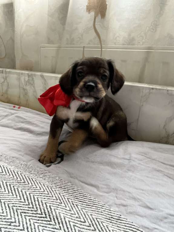 Собаки в Краснодаре: Щенок эстонская гончая  Девочка, 3 000 руб. - фото 5