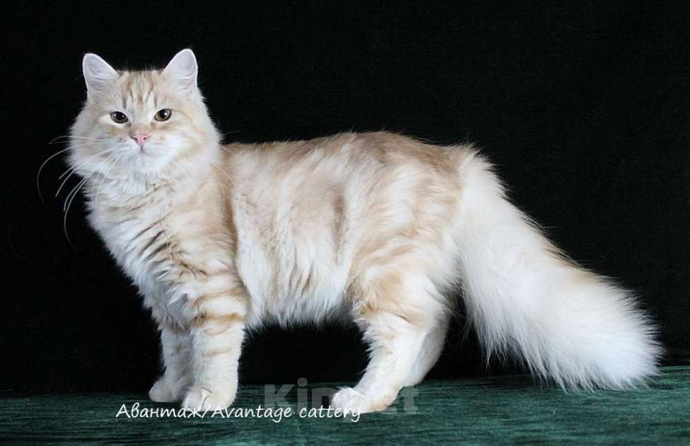 Кошки в Санкт-Петербурге: СИБИРСКИЙ КЛУБНЫЙ РЫЖИЙ КОТ СЧАСТЬЕ В ДОМ ПРИНЕСЕТ Мальчик, Бесплатно - фото 4