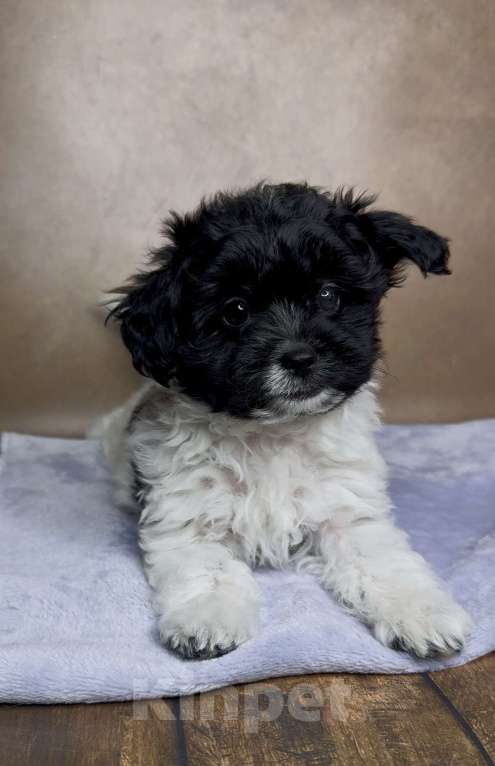 Собаки в Москве: Мальтипу- мальчик. Мальчик, Бесплатно - фото 2