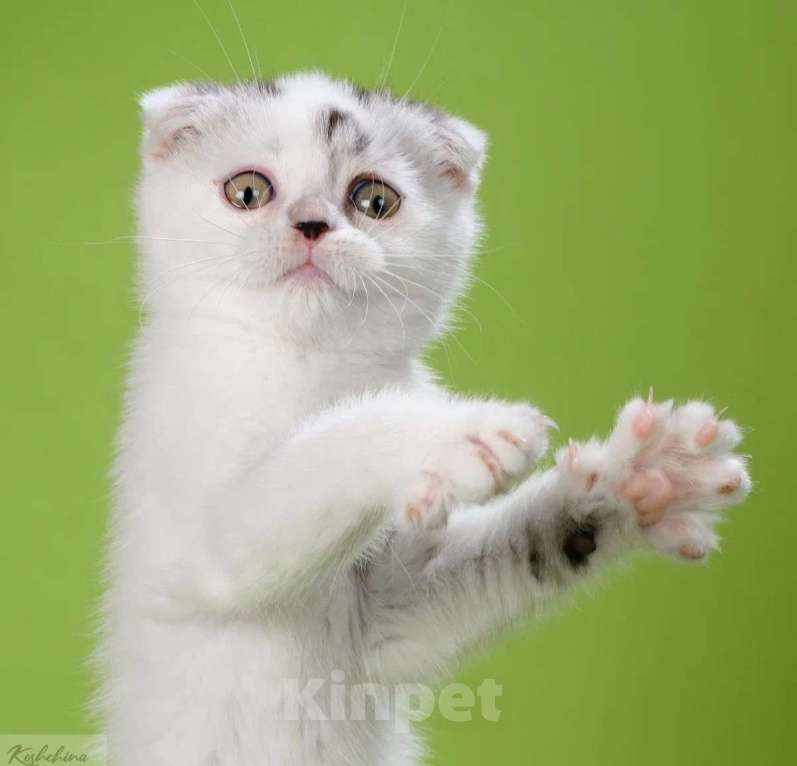 Кошки в Москве: Шотландский непоседа Мальчик, 30 000 руб. - фото 7