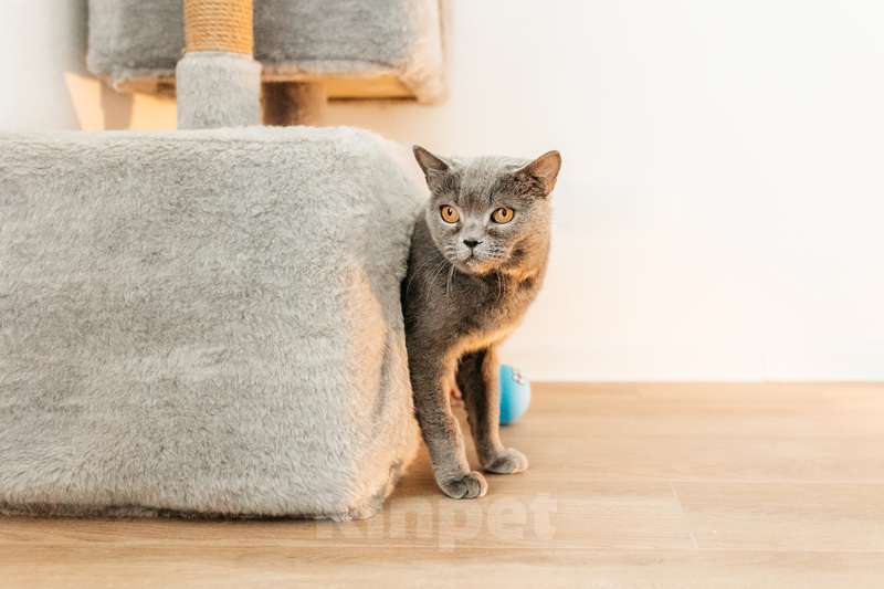 Кошки в Москве: Британская ласковая кошка Тучка в добрые руки Девочка, 1 руб. - фото 9