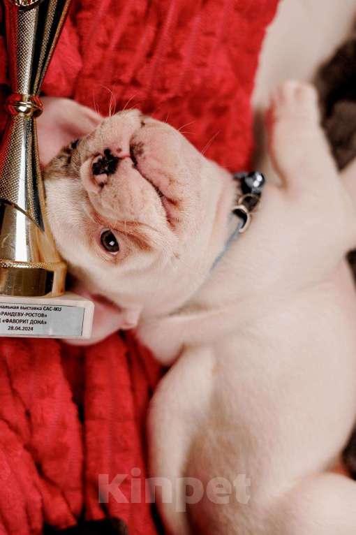 Собаки в Шахте: Французские булочки  Мальчик, 75 000 руб. - фото 6