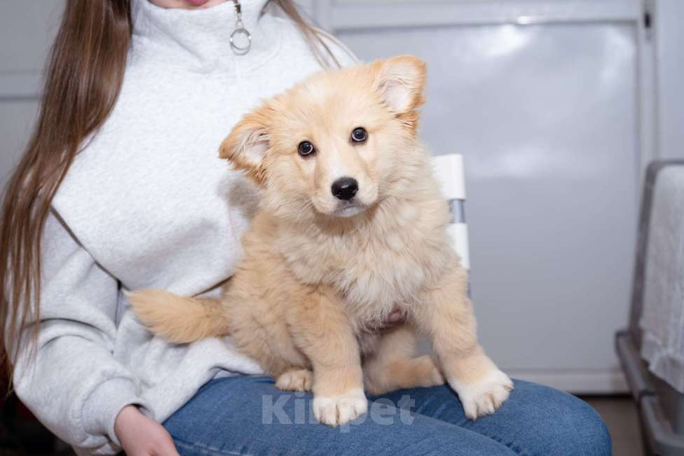 Собаки в Москве: Щенок-мальчик в добрые руки Мальчик, Бесплатно - фото 3