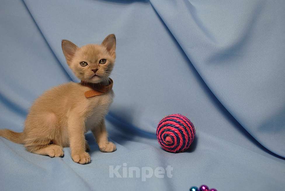 Кошки в Москве: Бурманские котята Девочка, 60 000 руб. - фото 1