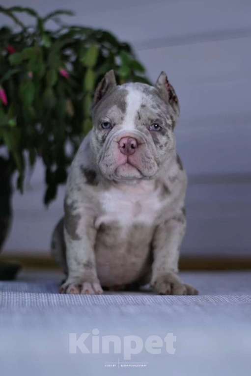 Собаки в Балашихе: Щенок американского булли Девочка, 100 000 руб. - фото 1