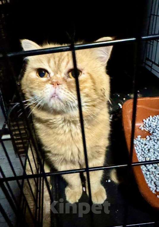 Кошки в Москве: Жан Клод ван кот ищет дом Мальчик, Бесплатно - фото 3