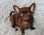 Собаки в Самаре: Чихуахуа шоколадные щенки Мальчик, 45 000 руб. - фото 6
