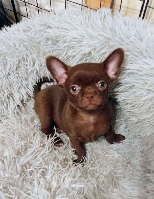 Собаки в Самаре: Чихуахуа шоколадные щенки Мальчик, 45 000 руб. - фото 6