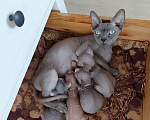 Кошки в Коломне: Котята Канадского сфинкса, 8 000 руб. - фото 3