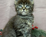 Кошки в Жердевке: Клубные котята мейн-кун, 20 000 руб. - фото 5