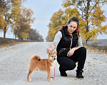 Собаки в Краснодаре: Купить щенка Сиба-Ину Мальчик, 40 000 руб. - фото 1
