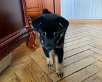 Собаки в Санкт-Петербурге: Щенок сиба-ину Девочка, 30 000 руб. - фото 2
