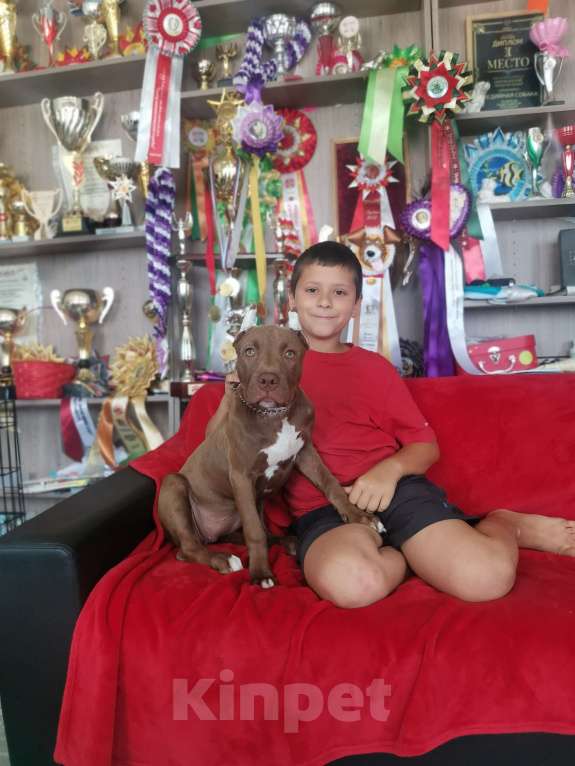 Собаки в Москве: Щенки американского питбуль терьера Мальчик, 70 000 руб. - фото 3