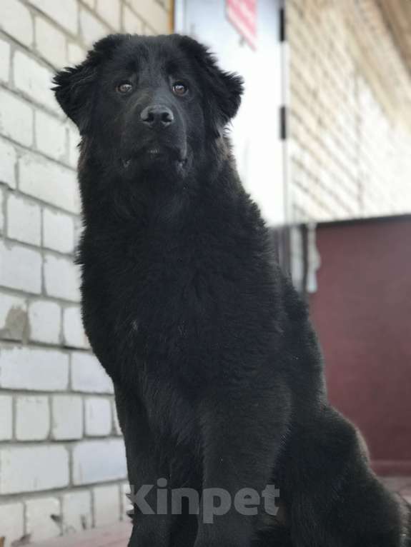 Собаки в других городах Тверской области: Тувинская овчарка подросток Девочка, 20 000 руб. - фото 2