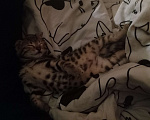 Кошки в Уфе: Котенок бенгальской породы Девочка, 8 000 руб. - фото 3