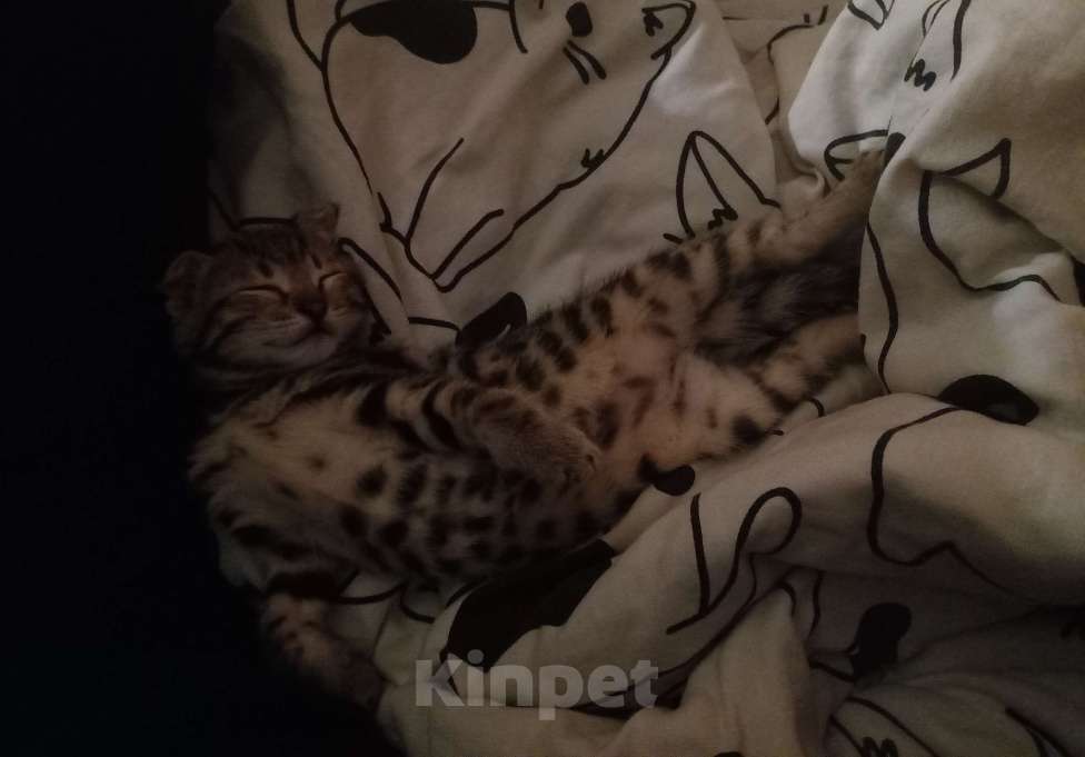 Кошки в Уфе: Котенок бенгальской породы Девочка, 8 000 руб. - фото 3