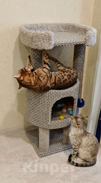 Кошки в Москве: Леопардовая розетка бенгальского котенка Девочка, 25 000 руб. - фото 3