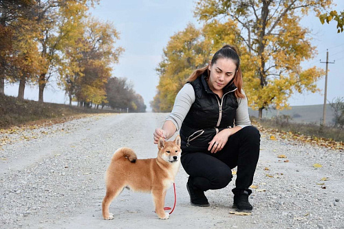 Объявление: Купить щенка Сиба-Ину, 40 000 руб., Краснодар