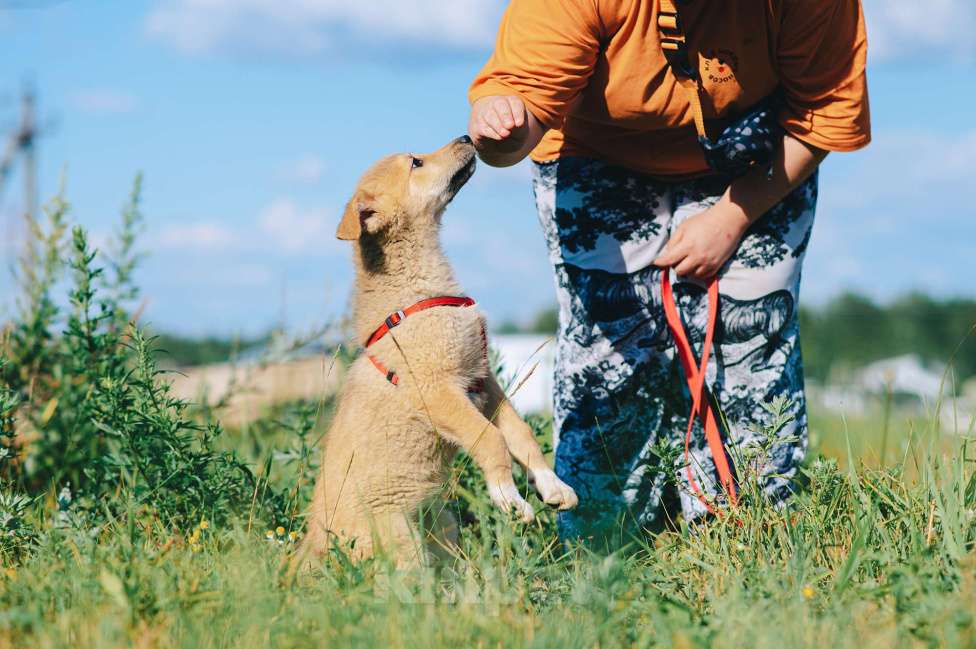 Собаки в Москве: Кумкват Мальчик, Бесплатно - фото 9