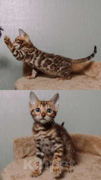 Кошки в Санкт-Петербурге: Бенгальские котята шоу класса  Девочка, Бесплатно - фото 8