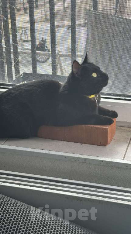 Кошки в Москве: Черный котик ищет дом Мальчик, Бесплатно - фото 3
