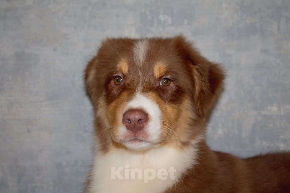 Собаки в других городах Московской области: Австралийская овчарка Мальчик, 50 000 руб. - фото 2