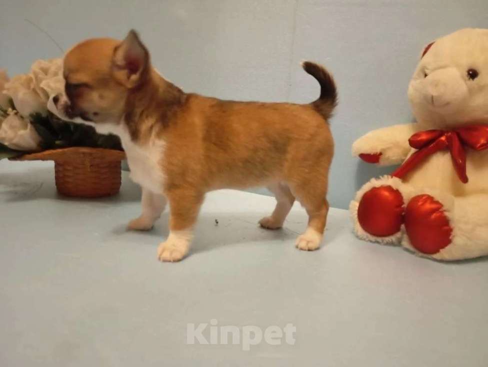 Собаки в Москве: Щенок чихуахуа, девочка Девочка, 50 000 руб. - фото 9