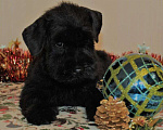 Собаки в Лыткарино: щенки цвергшнауцера черного окраса Мальчик, 65 000 руб. - фото 3