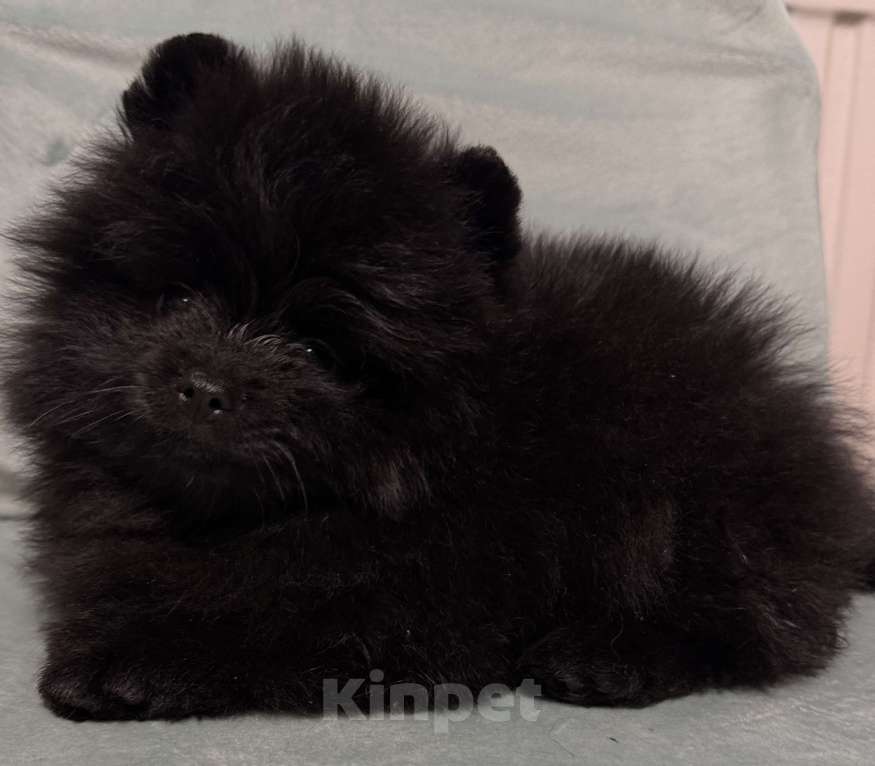 Собаки в Петрозаводске: Щенки шпица Разнополые, 30 000 руб. - фото 7