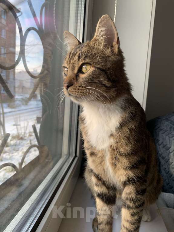 Кошки в Новокузнецке: Отдам в добрые руки Мальчик, Бесплатно - фото 5