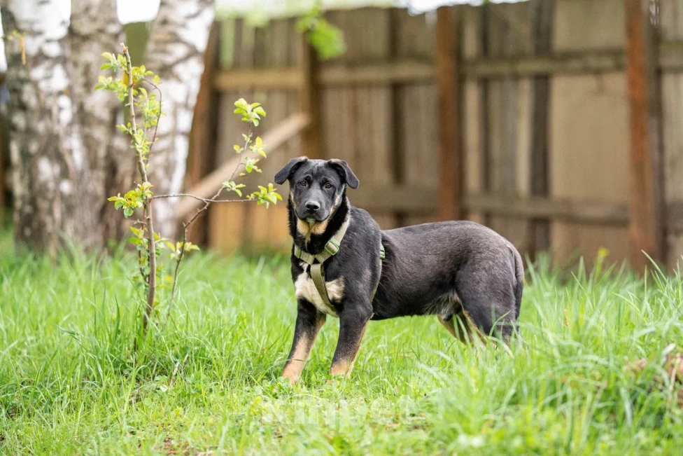 Собаки в Москве: Щенок в дар  Мальчик, Бесплатно - фото 5