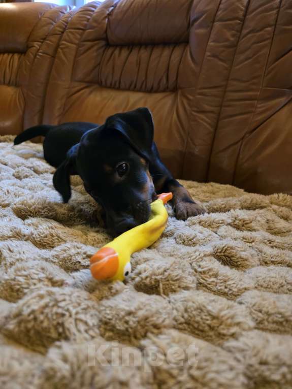 Собаки в Приозерске: Предлагаютcя для бронирования щенки  Мальчик, 20 000 руб. - фото 4