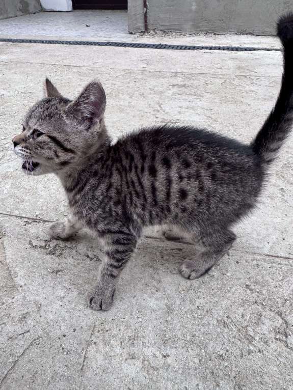 Кошки в Симферополе: Котенок в добрые руки Девочка, Бесплатно - фото 5