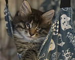 Кошки в Санкт-Петербурге: Котенок Чарльз Мальчик, Бесплатно - фото 6