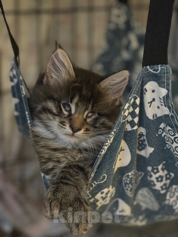 Кошки в Санкт-Петербурге: Котенок Чарльз Мальчик, Бесплатно - фото 6