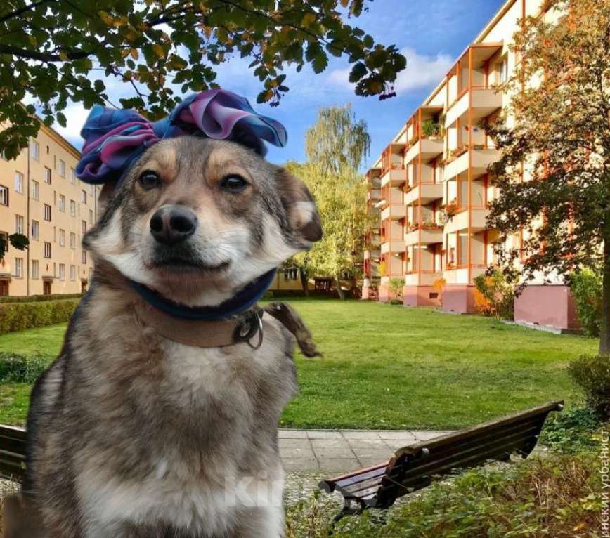 Собаки в Москве: Лучистая Марли в Добрые руки! Девочка, Бесплатно - фото 5