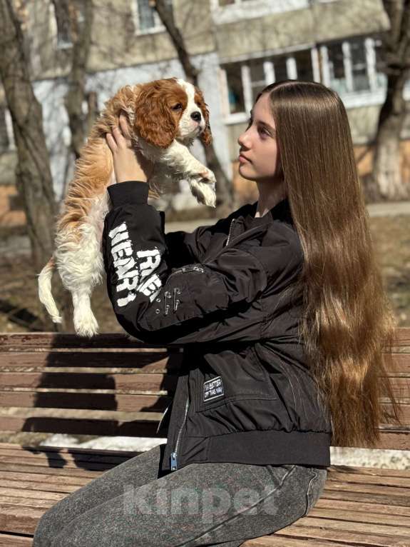 Собаки в Нижнем Новгороде: Кавалер кинг чарльз спаниель мальчик Мальчик, 100 руб. - фото 6
