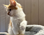Кошки в Москве: Котята мейн кун Девочка, 50 000 руб. - фото 4